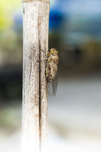 Close-up of insect on tree trunk