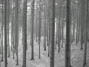 Trees in forest