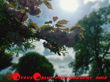 Close-up of pink flowering plant against sky