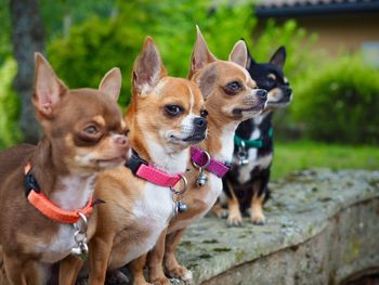 Chihuahuas in row on wall