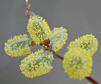 Close-up of yellow flowering plant