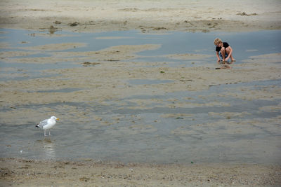 View of birds on beach