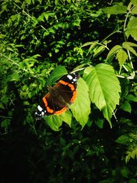 Butterfly perching on leaf