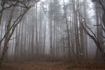 Trees in forest