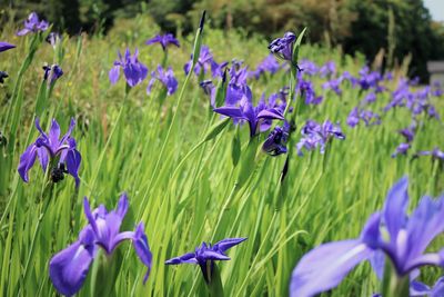 Close-up of purple iris flowers on field