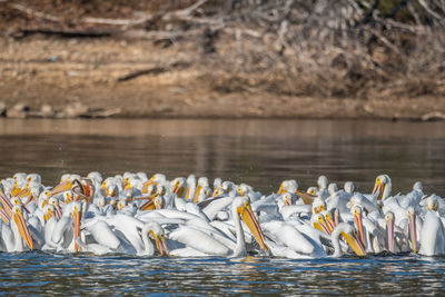 Birds in lake