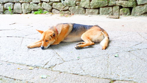 Cat sleeping on footpath