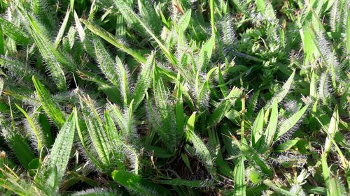 Full frame shot of succulent plant on field