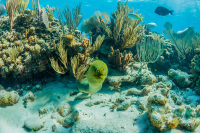 Fish swimming in sea