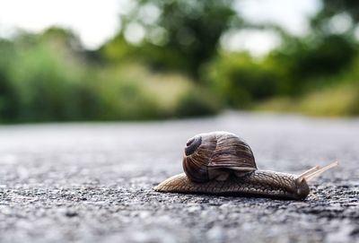 Close-up of snail on road