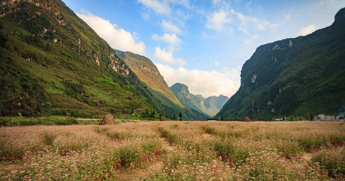 Scenic view of field against sky