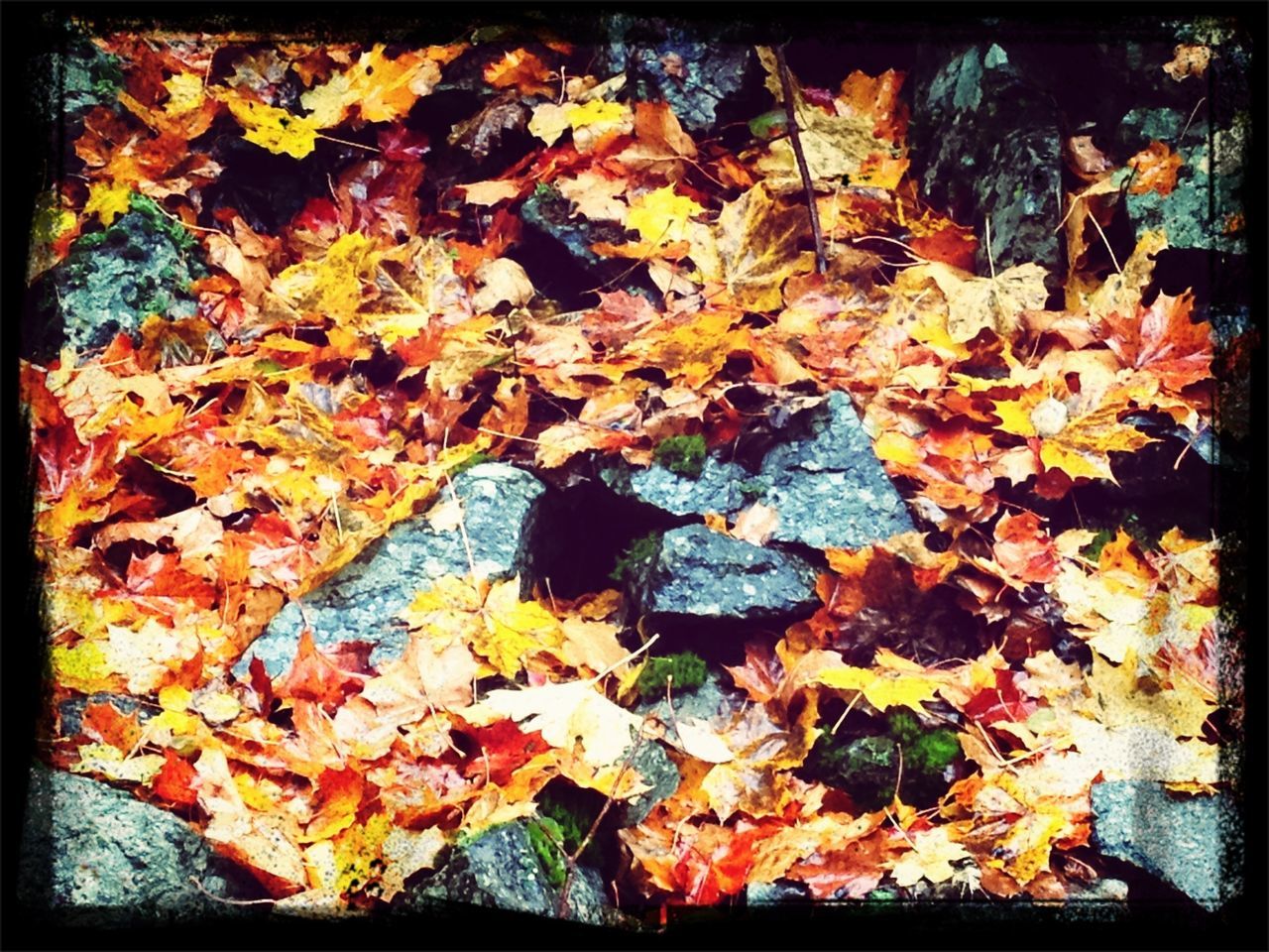 transfer print, autumn, change, leaf, auto post production filter, season, leaves, dry, fallen, orange color, maple leaf, nature, close-up, natural condition, outdoors, high angle view, day, full frame, no people, natural pattern