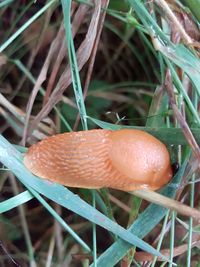 Close-up of fly agaric mushroom