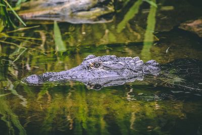 High angle view of crocodile swimming in lake