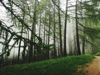 Pine trees in forest