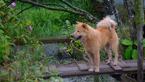 Dog by plants against trees
