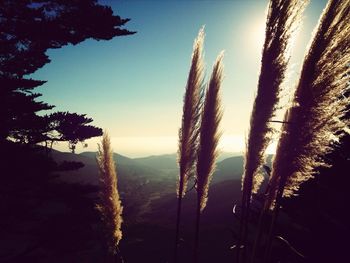 Scenic view of trees against sky