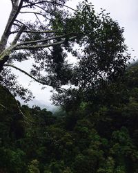 Low angle view of trees in forest