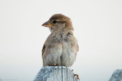 Close-up of bird perching on branch