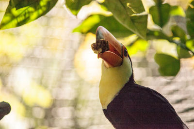 Close-up of bird perching outdoors