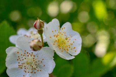 Close-up of white cherry blossom