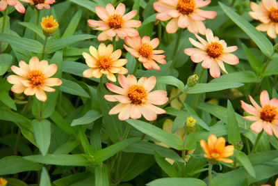 High angle view of flowering plants