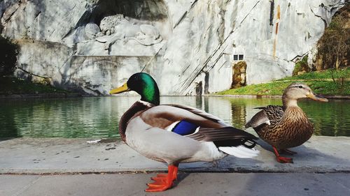 Mallard ducks on a lake