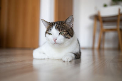 pet