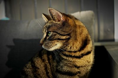 Close-up of cat sitting