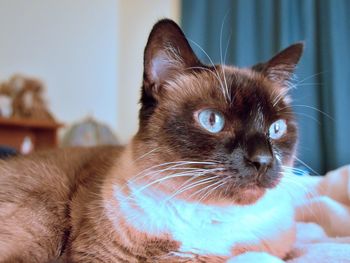 Close-up of cat looking away