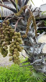 Close-up of banana tree