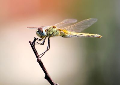 Close-up of insect