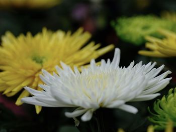Close-up of white flower
