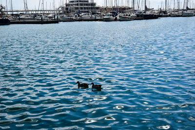 High angle view of ducks swimming in water