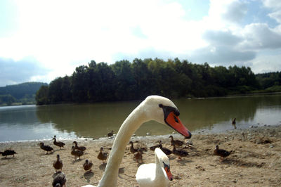 White swans and brown ducks at a river bank, trees in the background