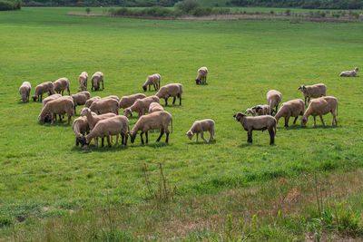 Flock of sheep grazing in field