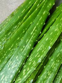 Full frame shot of green leaves