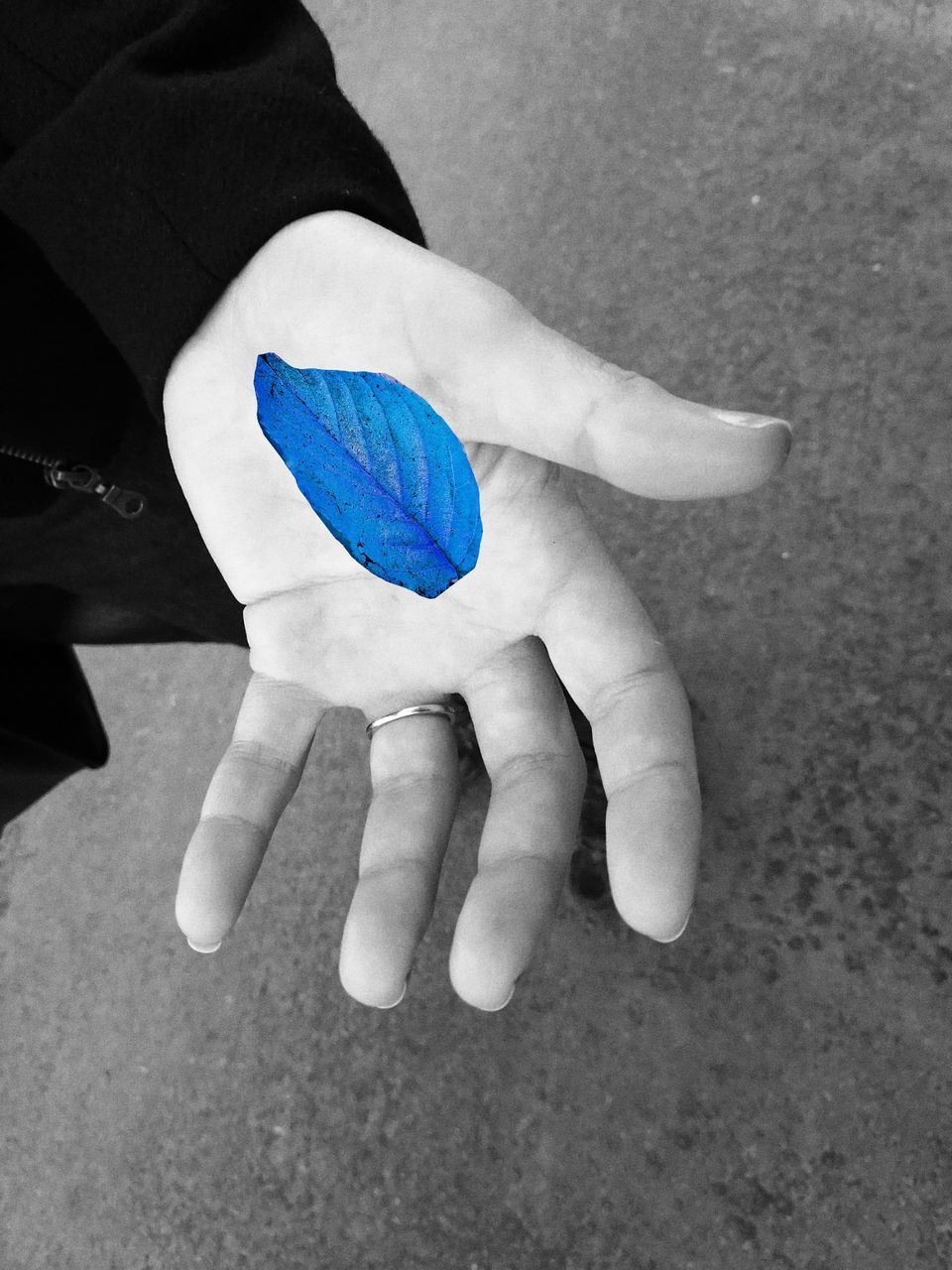 HIGH ANGLE VIEW OF HANDS HOLDING BLUE LEAF