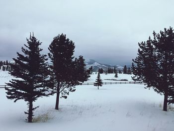 Trees on snow covered landscape against sky