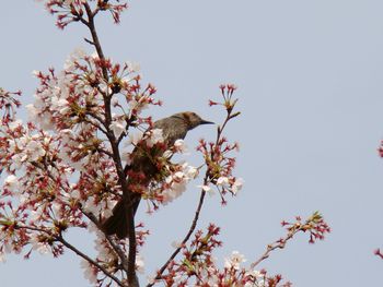 Low angle view of cherry blossoms against clear sky