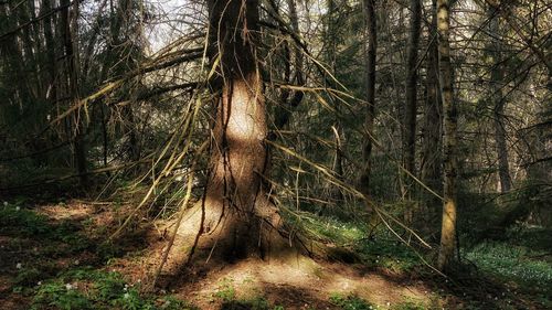 Bare trees in forest