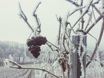 Close-up of frozen plants