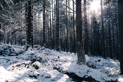 Trees in forest - winter and snow 