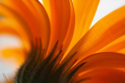 Close-up of orange flower blooming outdoors