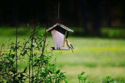 Bird perched on a feeder