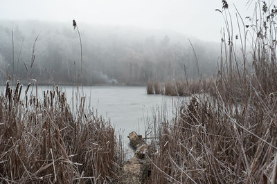 Frozen reeds near the water in winter, during a fog covered with frost in cloudy weather