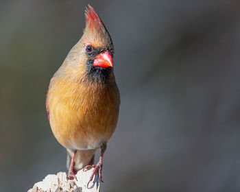 Close-up of bird perching