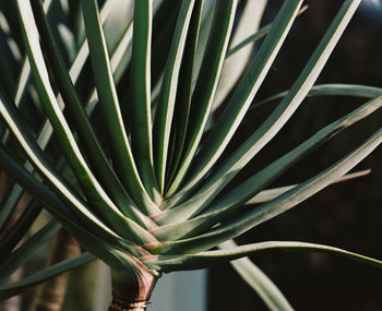 Close-up of succulent plant