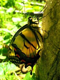 Close-up of butterfly perching on leaf