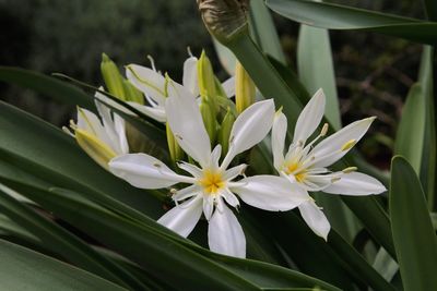 Close-up of white flowering plant